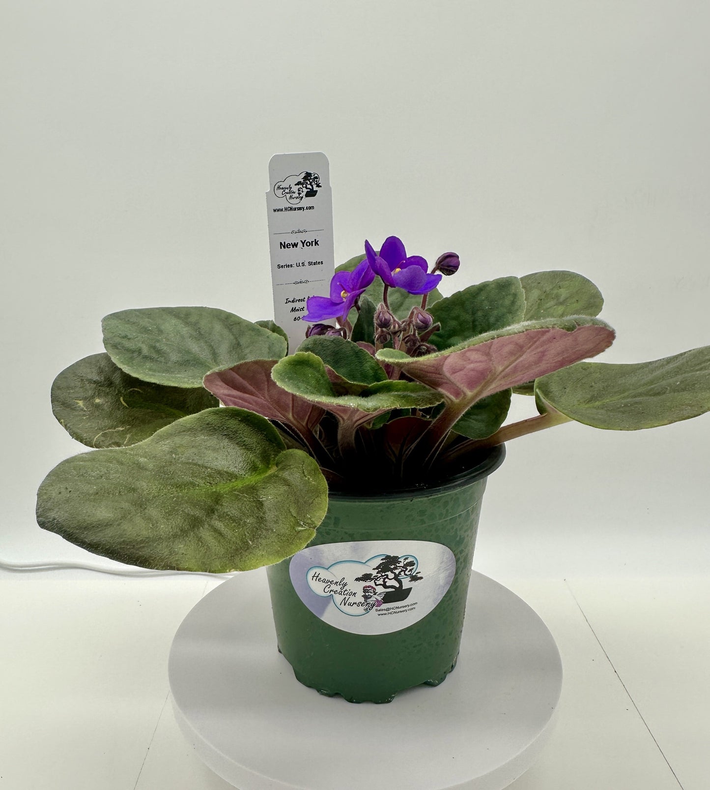 New York - Live African Violet 4" - Series: U.S. States