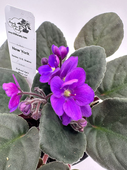 New York - Live African Violet 4" - Series: U.S. States