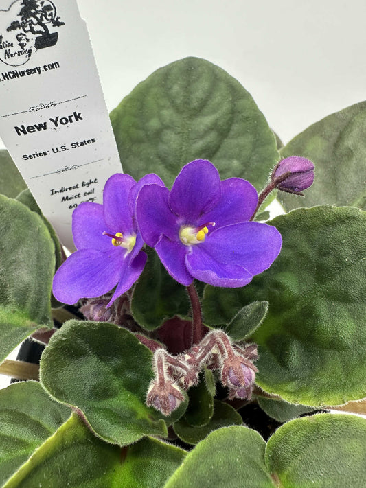 New York - Live African Violet 4" - Series: U.S. States