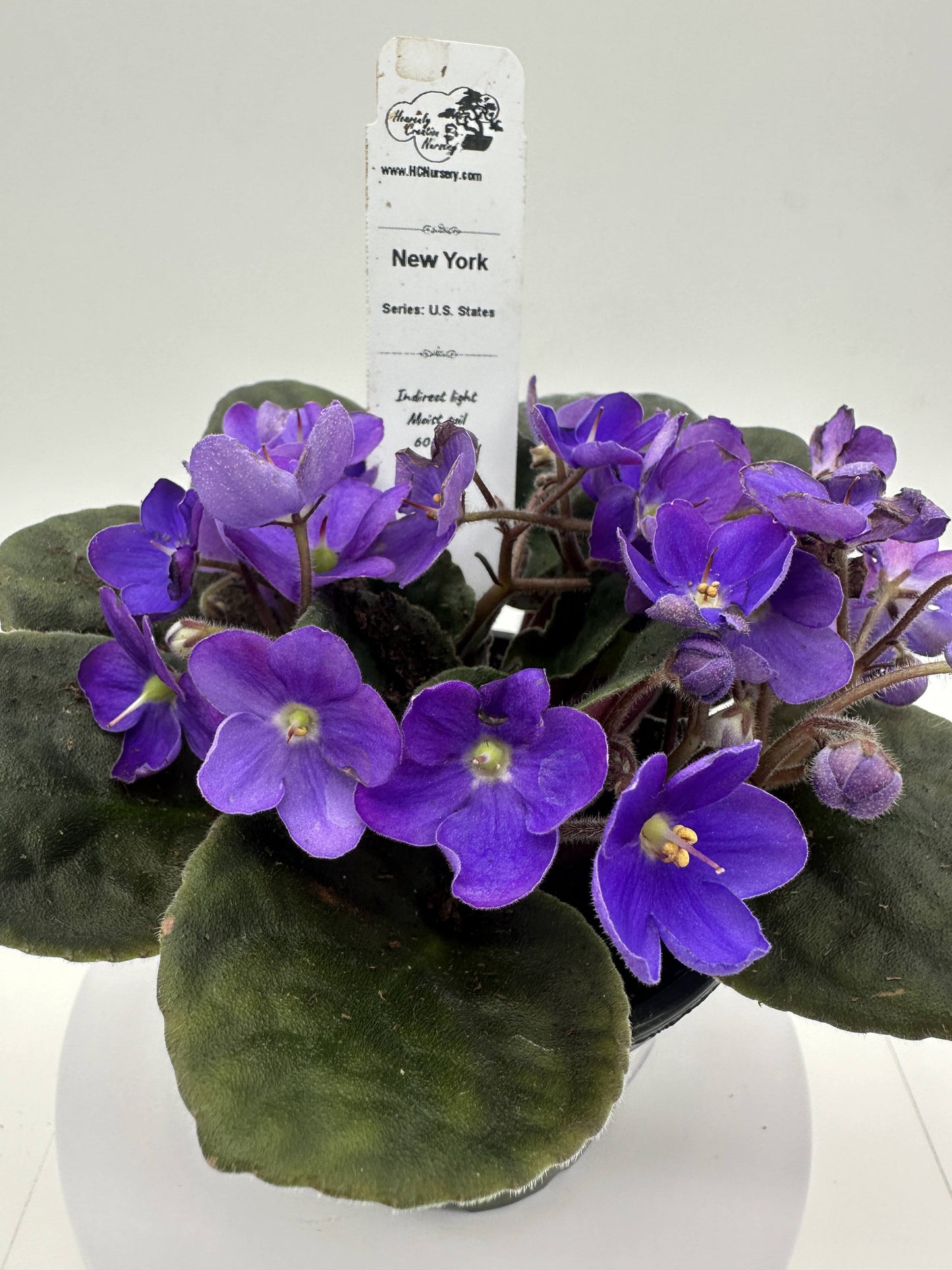 New York - Live African Violet 4" - Series: U.S. States