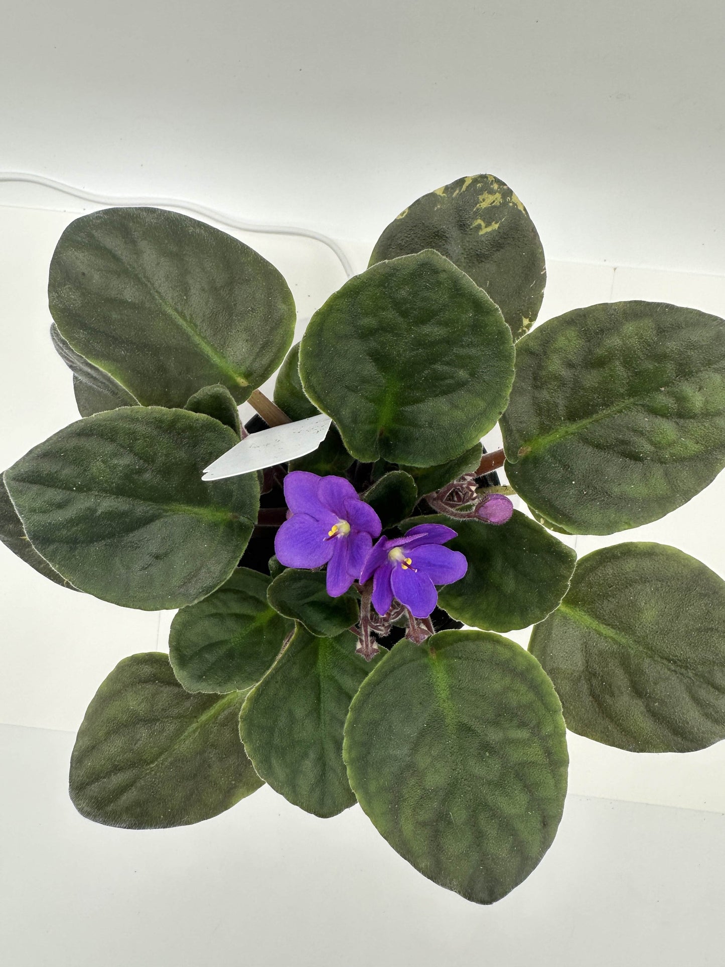 New York - Live African Violet 4" - Series: U.S. States