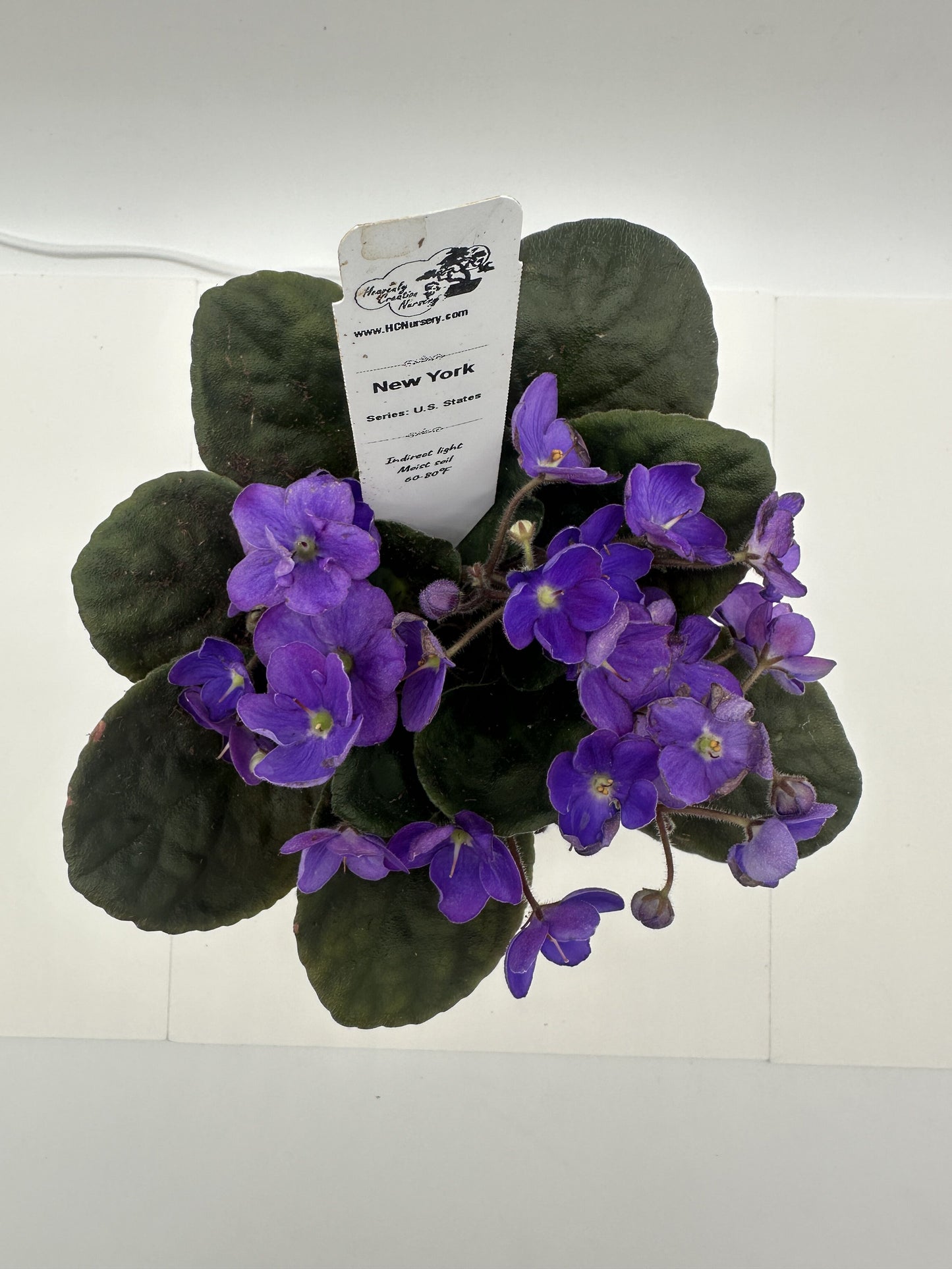 New York - Live African Violet 4" - Series: U.S. States