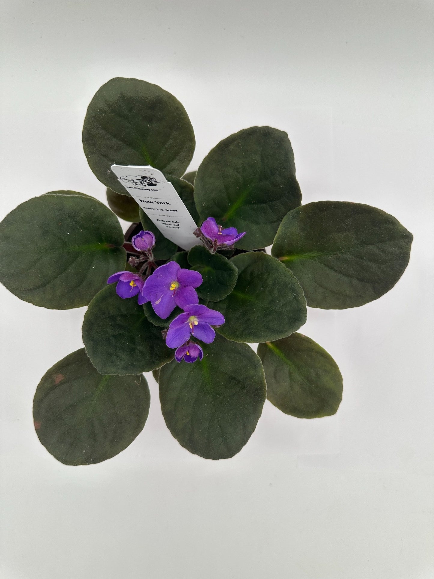 New York - Live African Violet 4" - Series: U.S. States