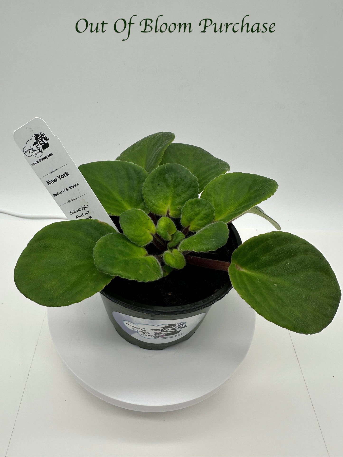New York - Live African Violet 4" - Series: U.S. States