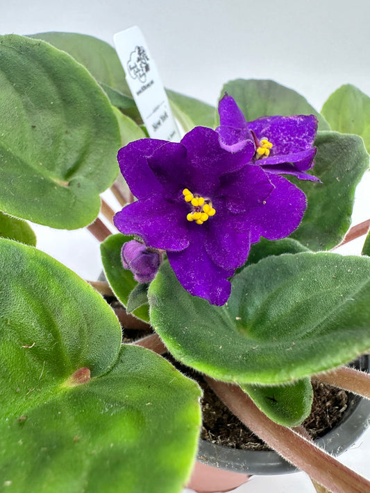 New York - Live African Violet 4" - Series: U.S. States