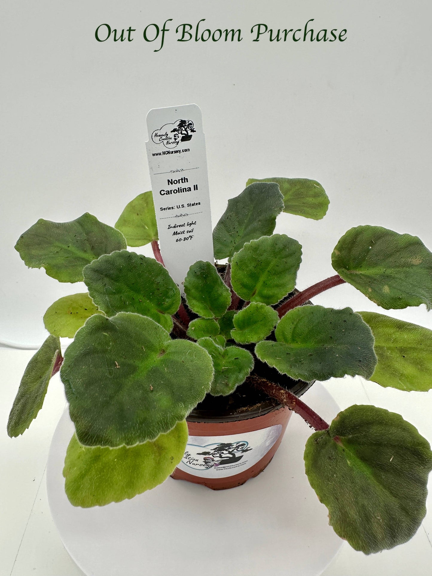 North Carolina II - Live African Violet 4" - Series: U.S. States