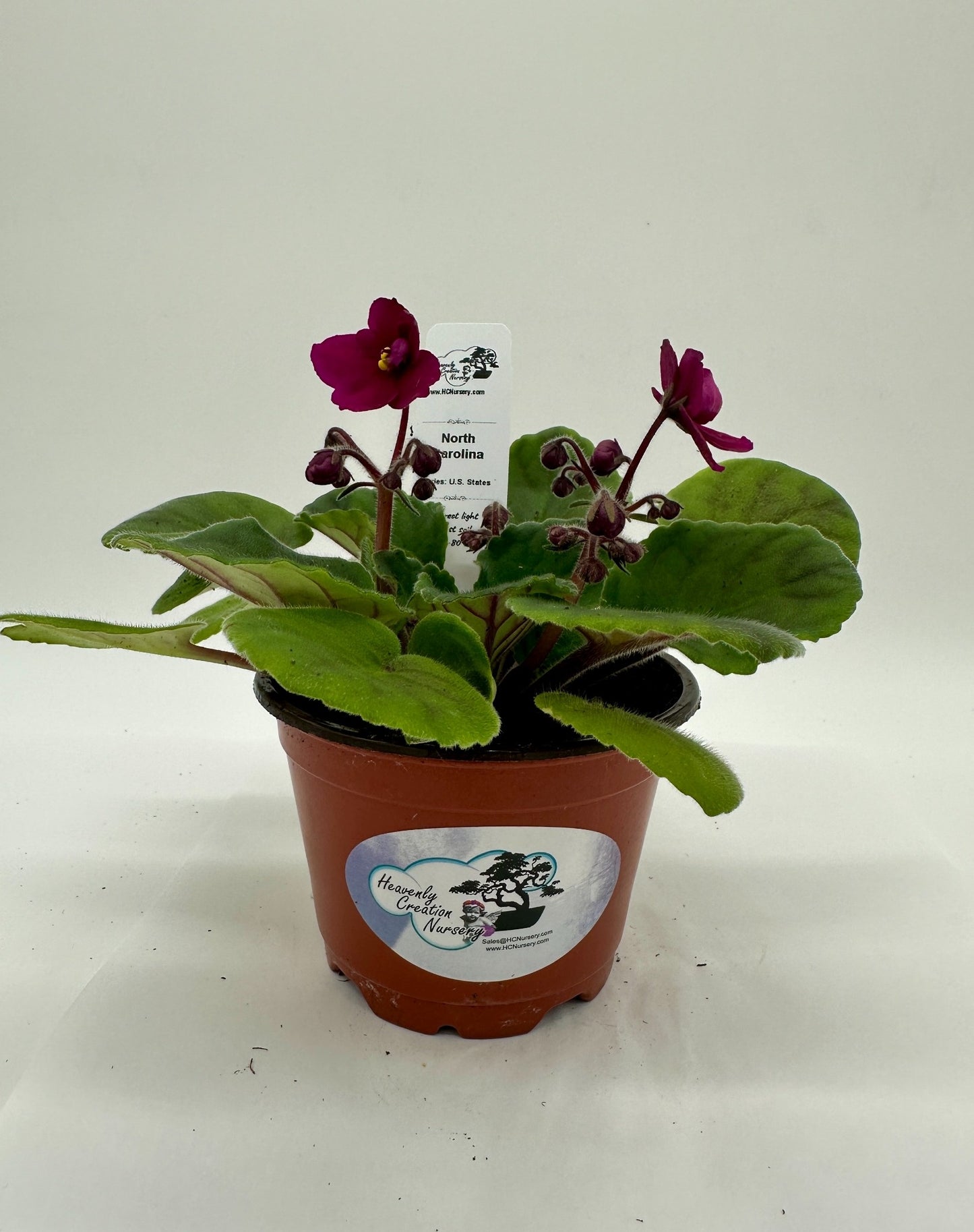 North Carolina II - Live African Violet 4" - Series: U.S. States