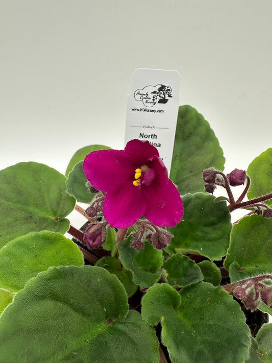 North Carolina II - Live African Violet 4" - Series: U.S. States