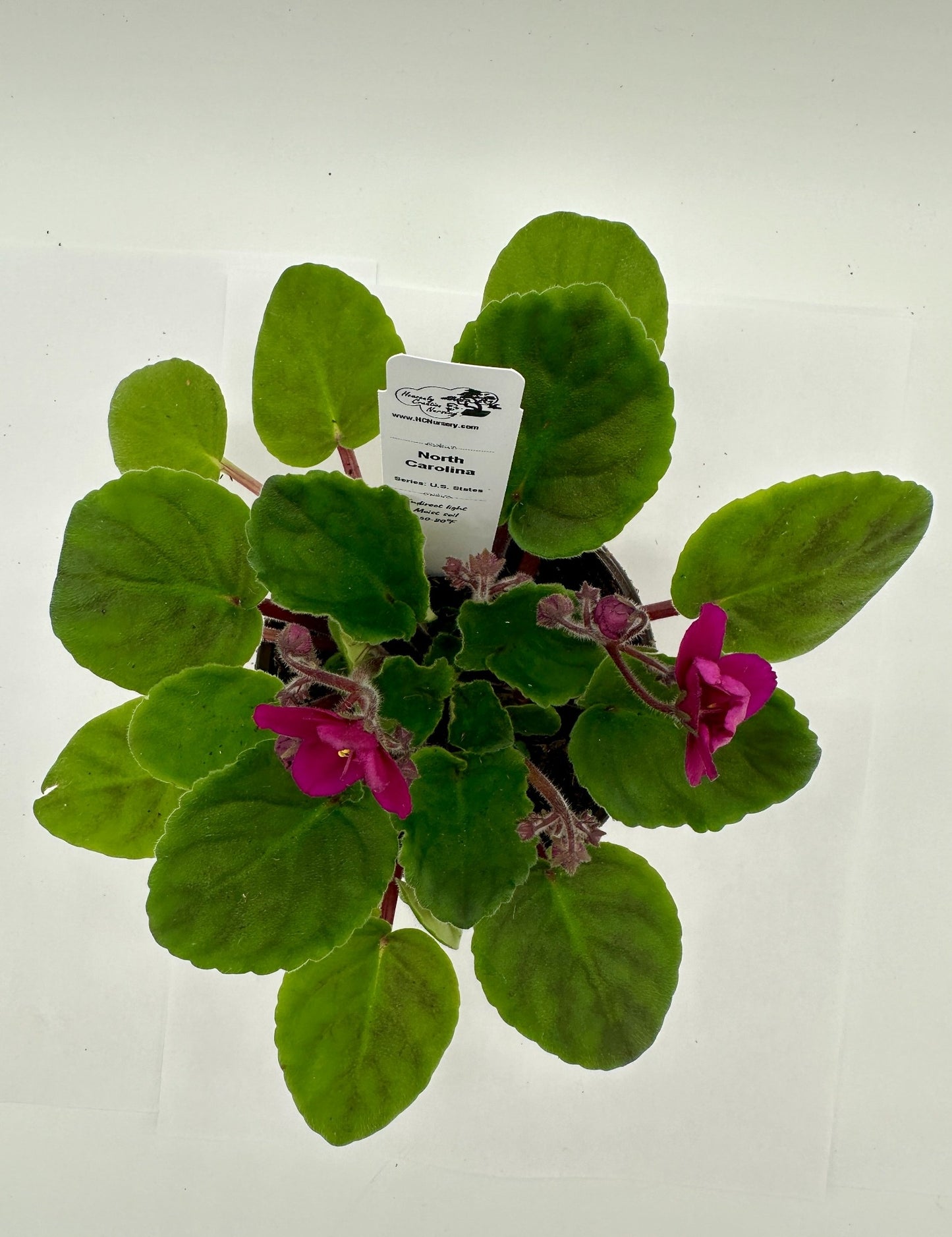 North Carolina II - Live African Violet 4" - Series: U.S. States