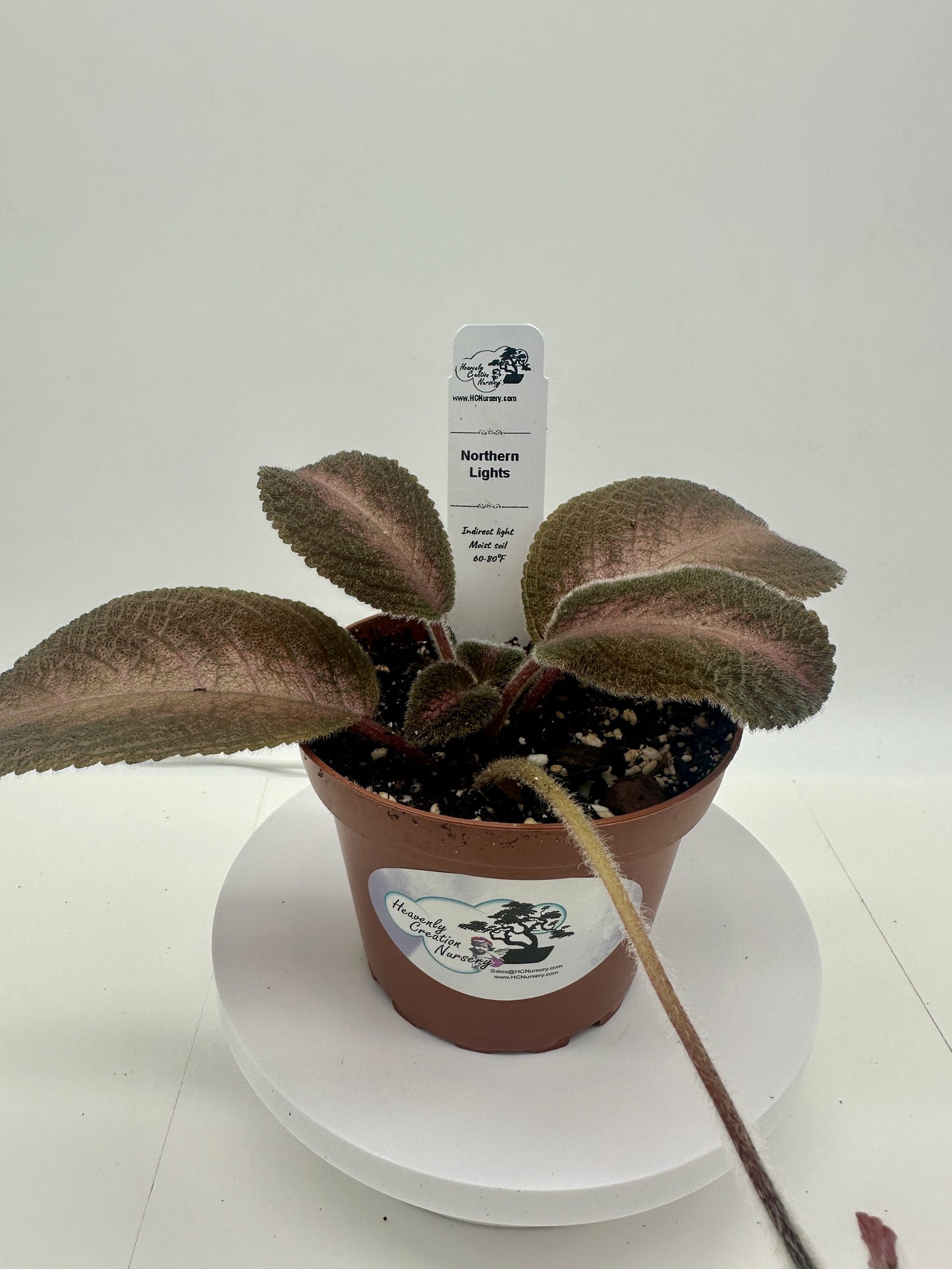Northern Lights - Live Episcia 4"