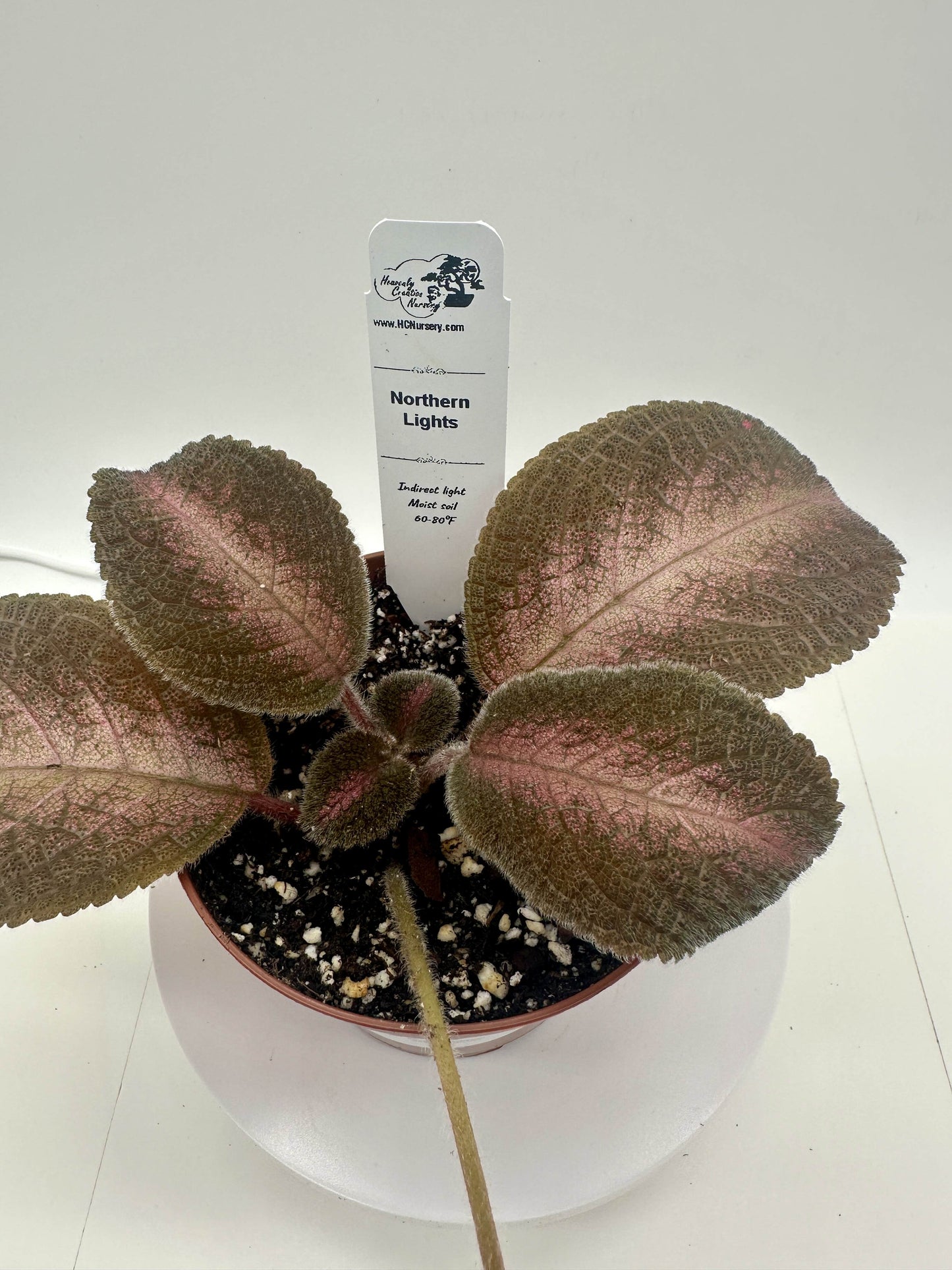 Northern Lights - Live Episcia 4"