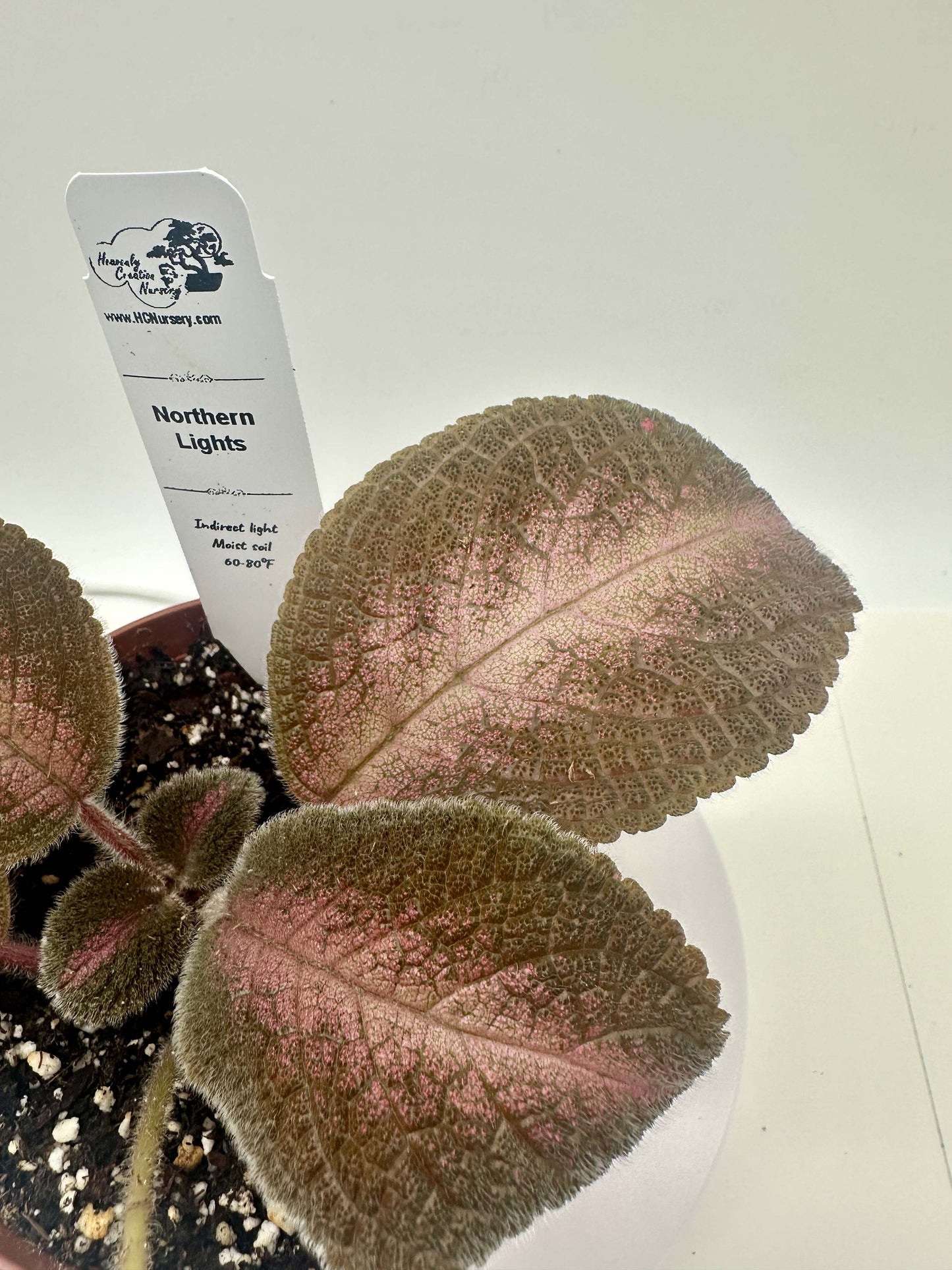 Northern Lights - Live Episcia 4"
