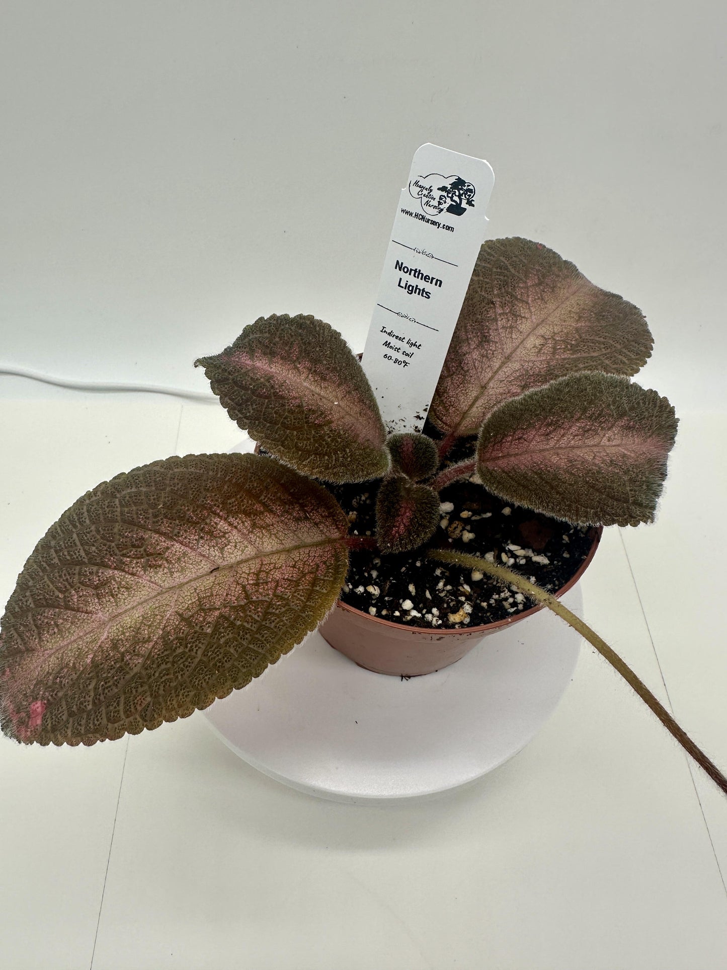 Northern Lights - Live Episcia 4"