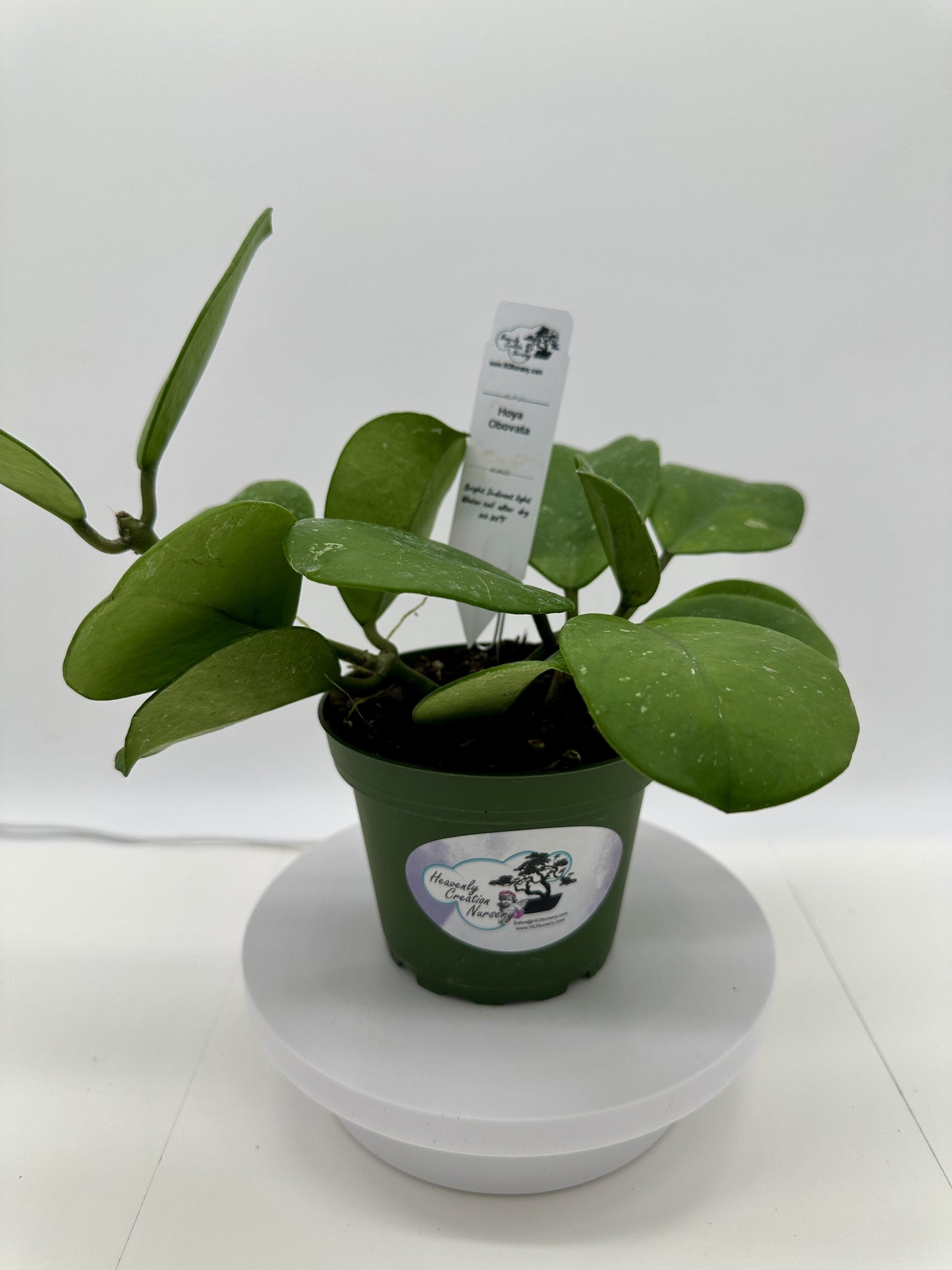 Obovata - Light Splash - Live Hoya 4"
