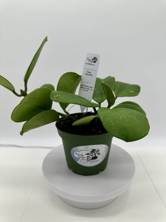Obovata - Light Splash - Live Hoya 4"