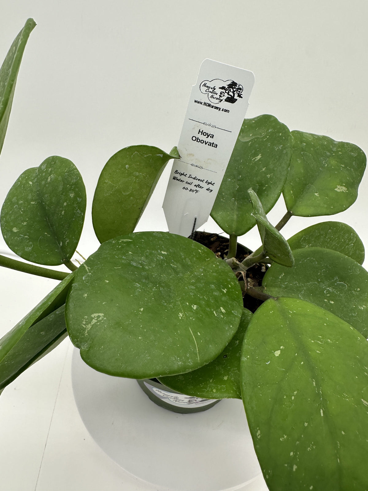 Obovata - Light Splash - Live Hoya 4"