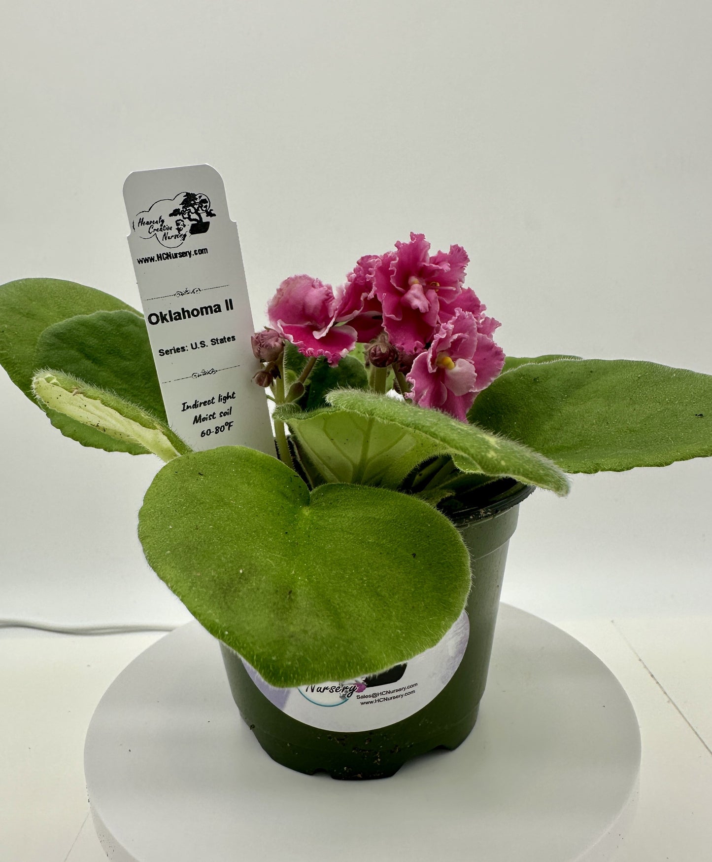 Oklahoma II - Live African Violet 4" - Series: U.S. States