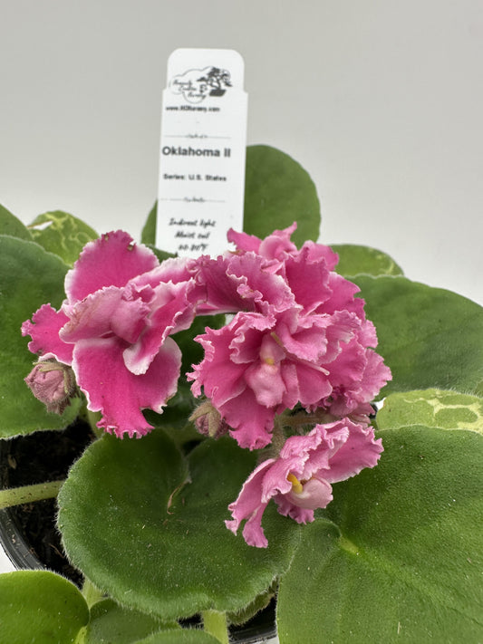 Oklahoma II - Live African Violet 4" - Series: U.S. States