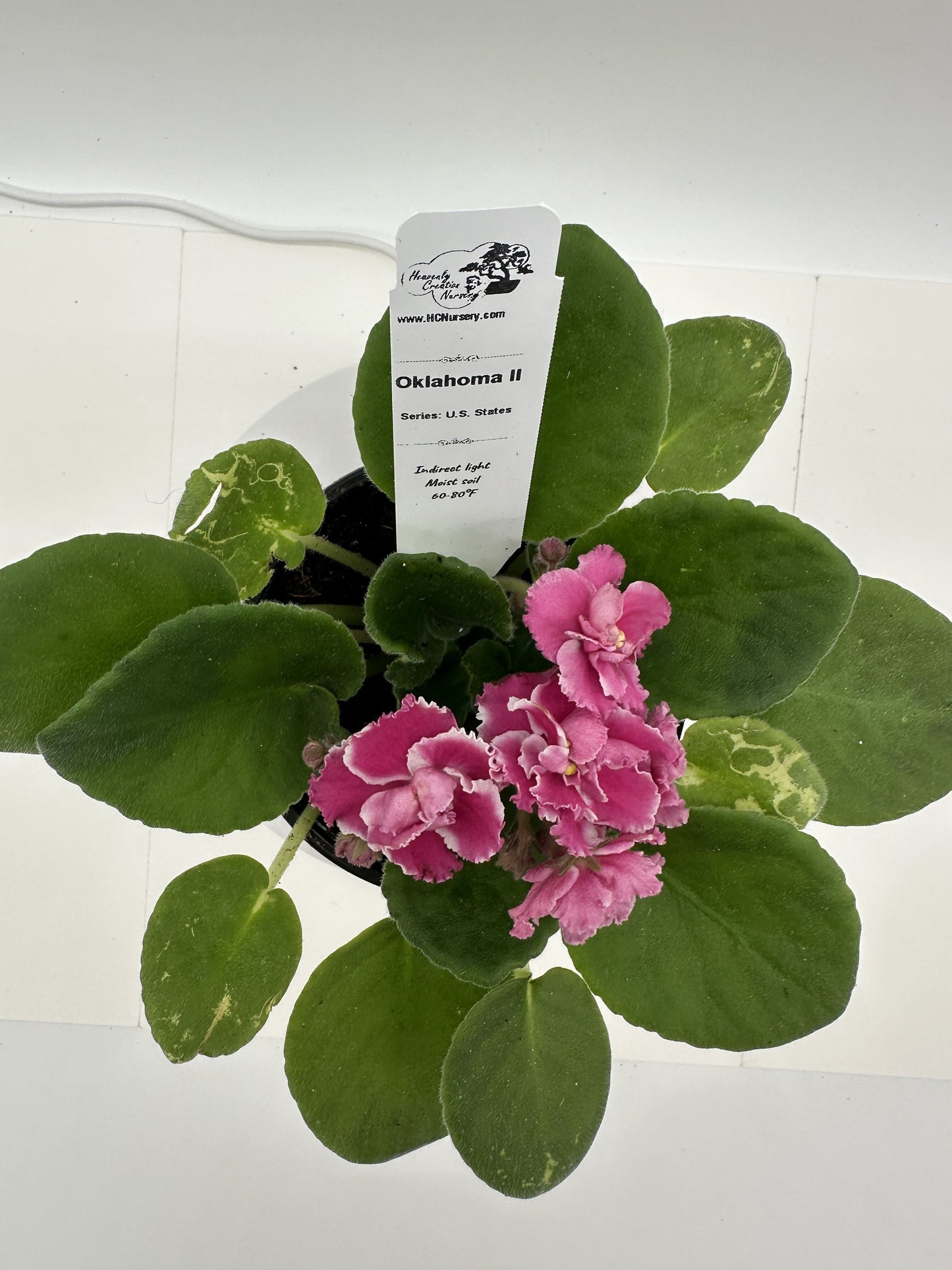 Oklahoma II - Live African Violet 4" - Series: U.S. States