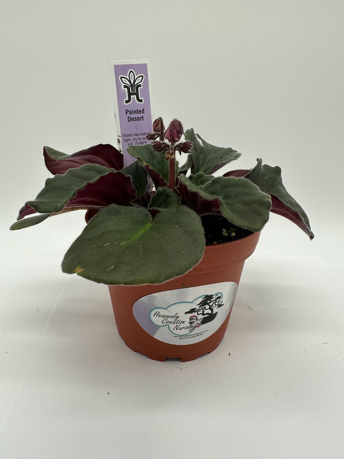 Painted Desert - Live African Violet 4"