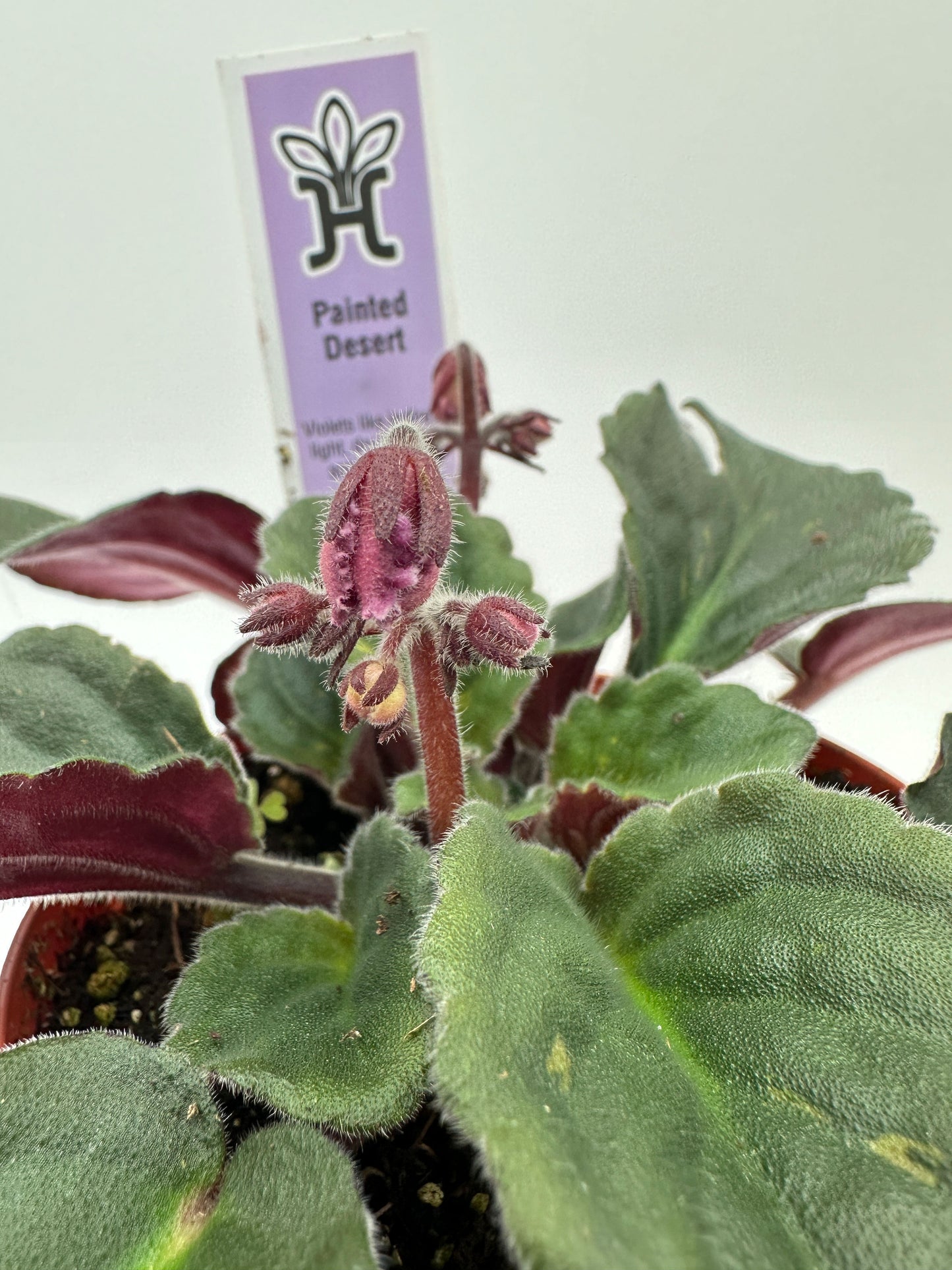 Painted Desert - Live African Violet 4"