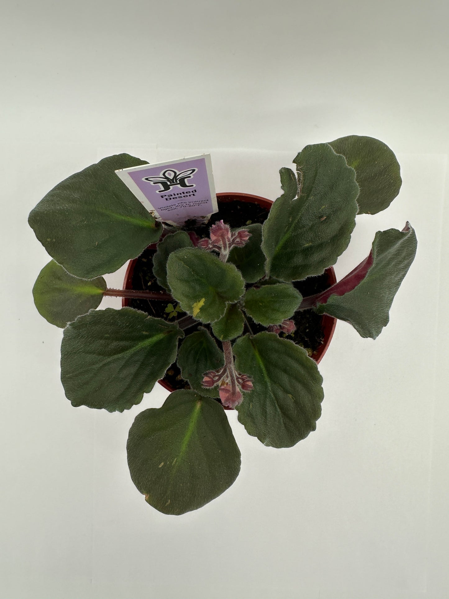 Painted Desert - Live African Violet 4"