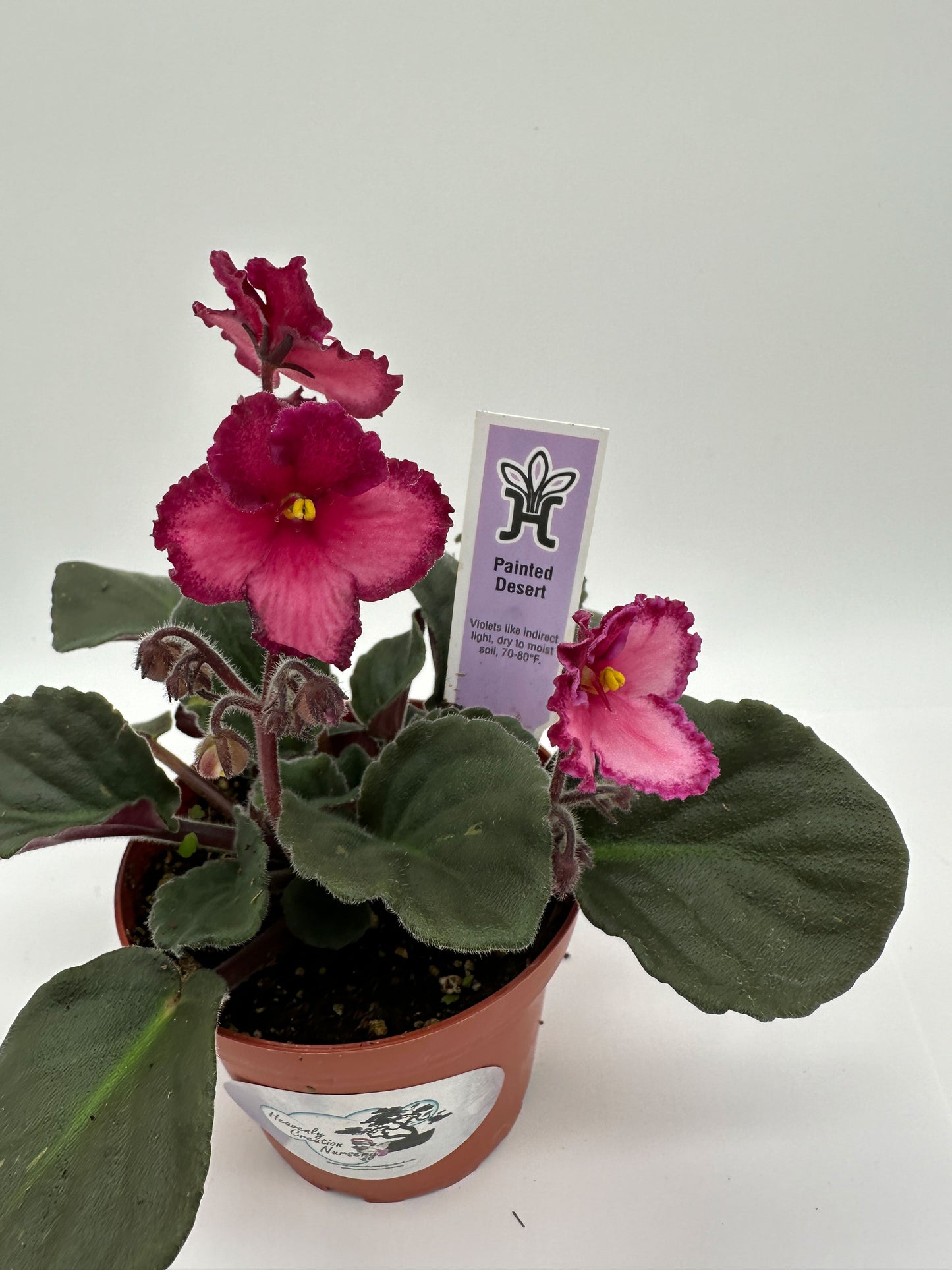 Painted Desert - Live African Violet 4"