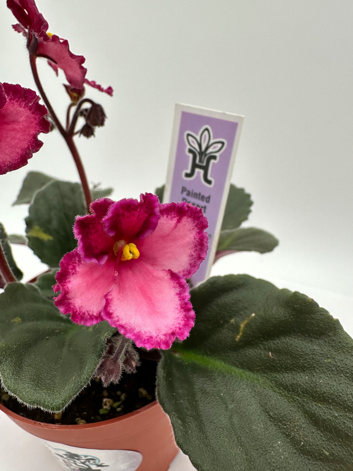 Painted Desert - Live African Violet 4"