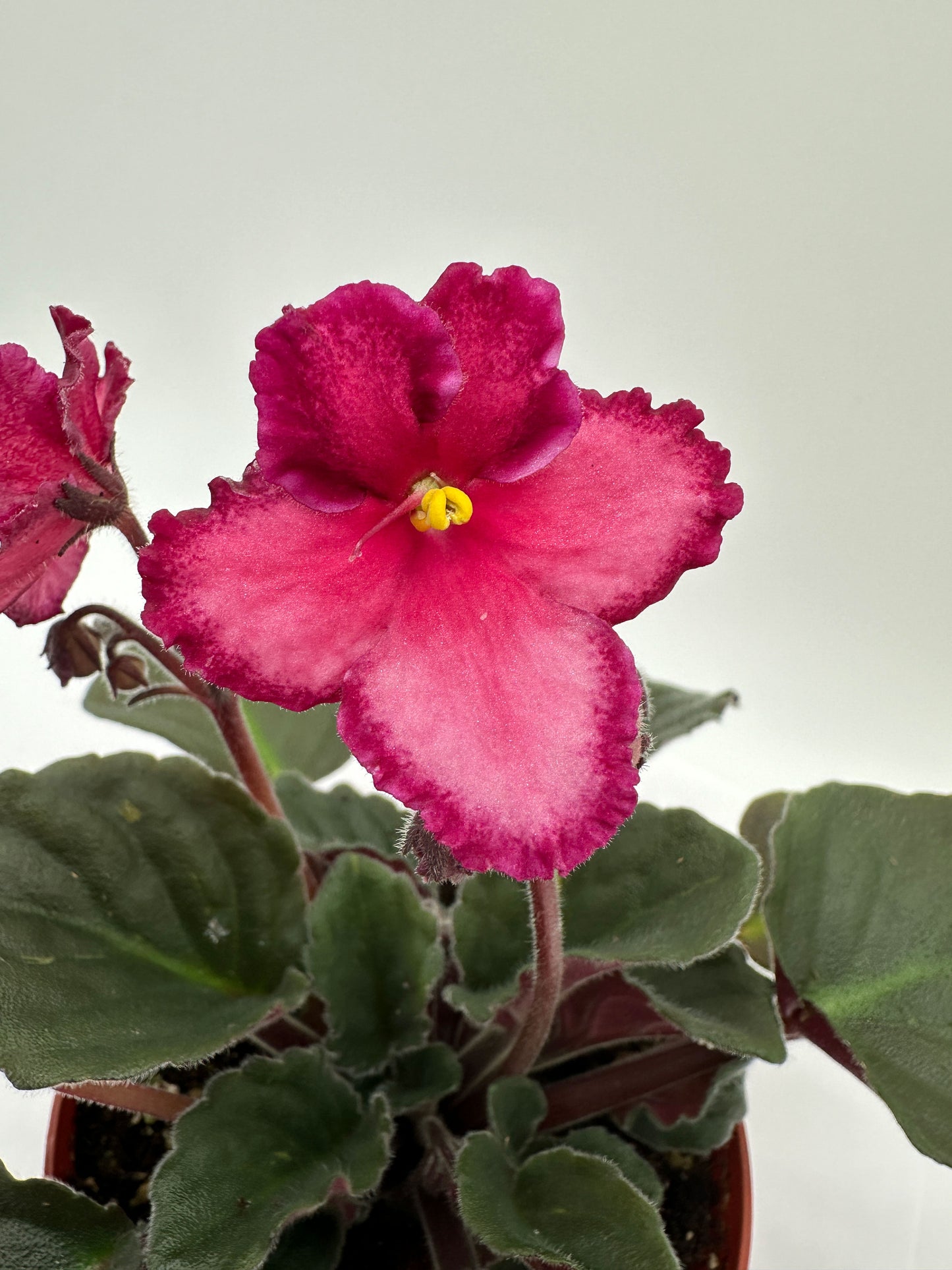 Painted Desert - Live African Violet 4"