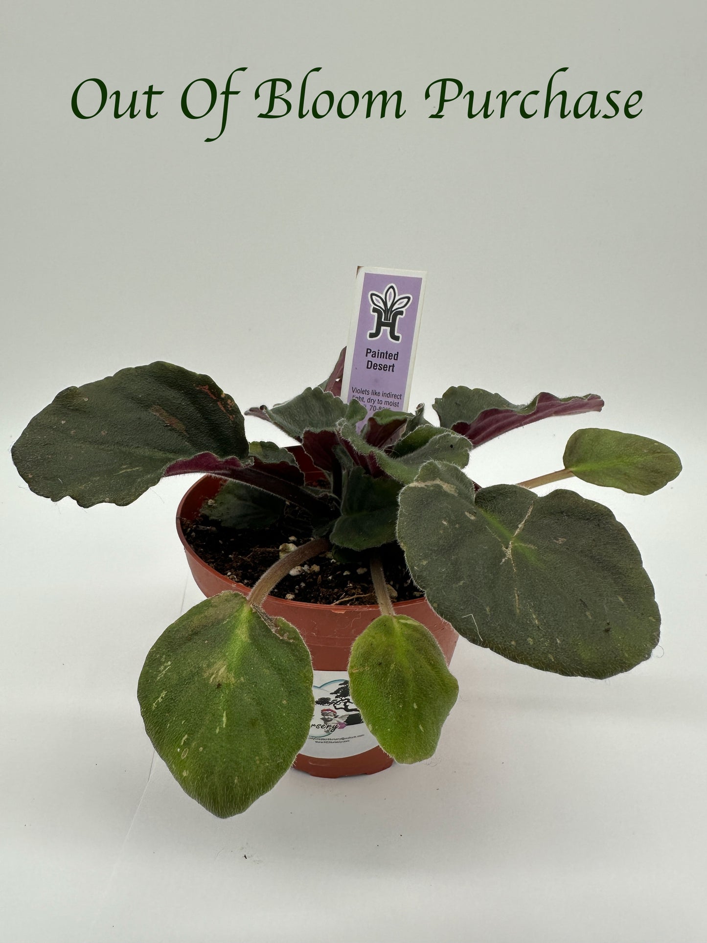 Painted Desert - Live African Violet 4"