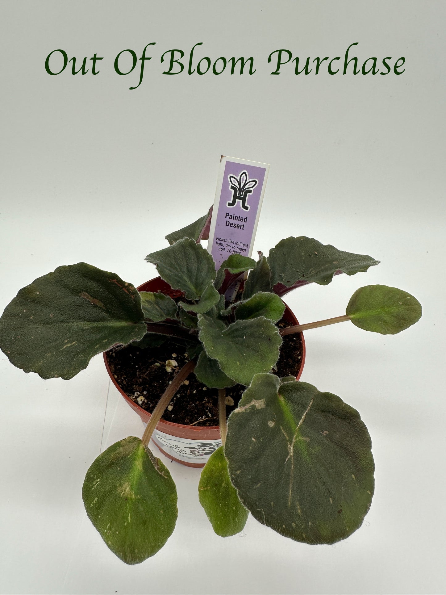 Painted Desert - Live African Violet 4"