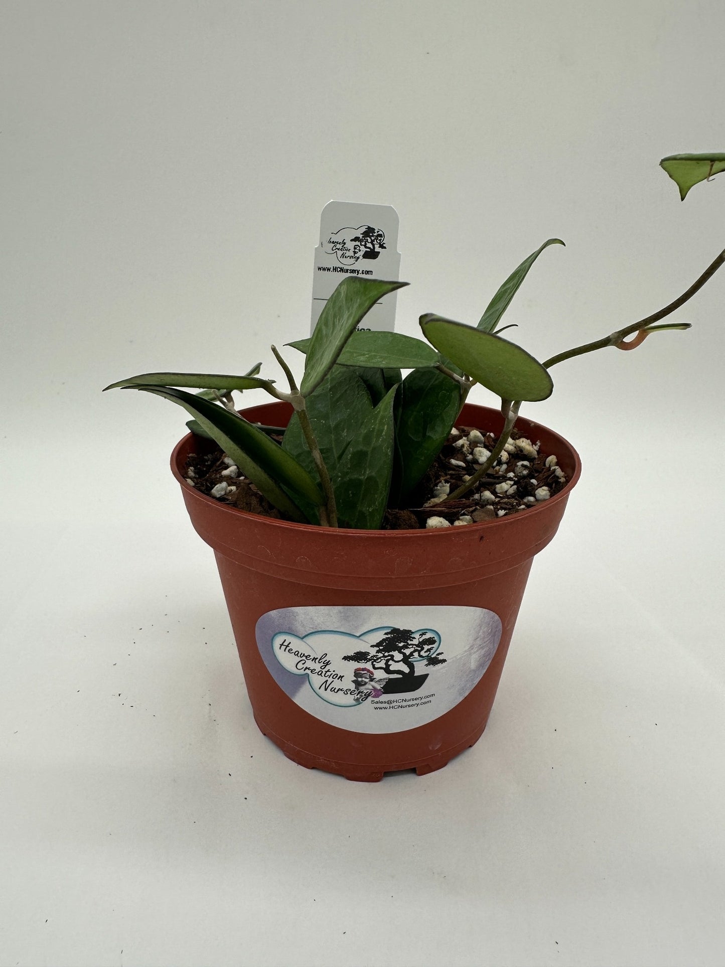 Parasitica Black Margin - Live Hoya 4"