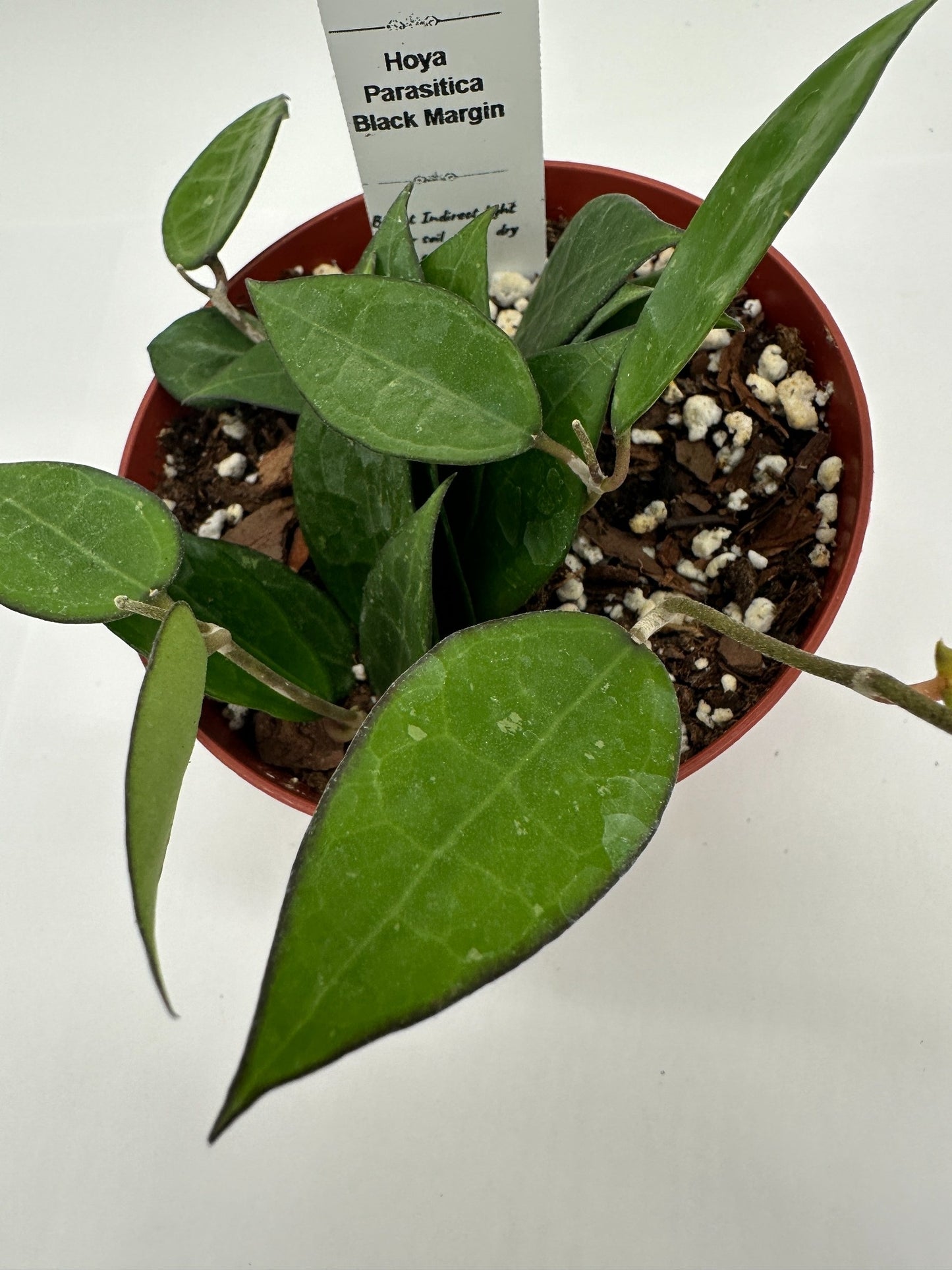 Parasitica Black Margin - Live Hoya 4"