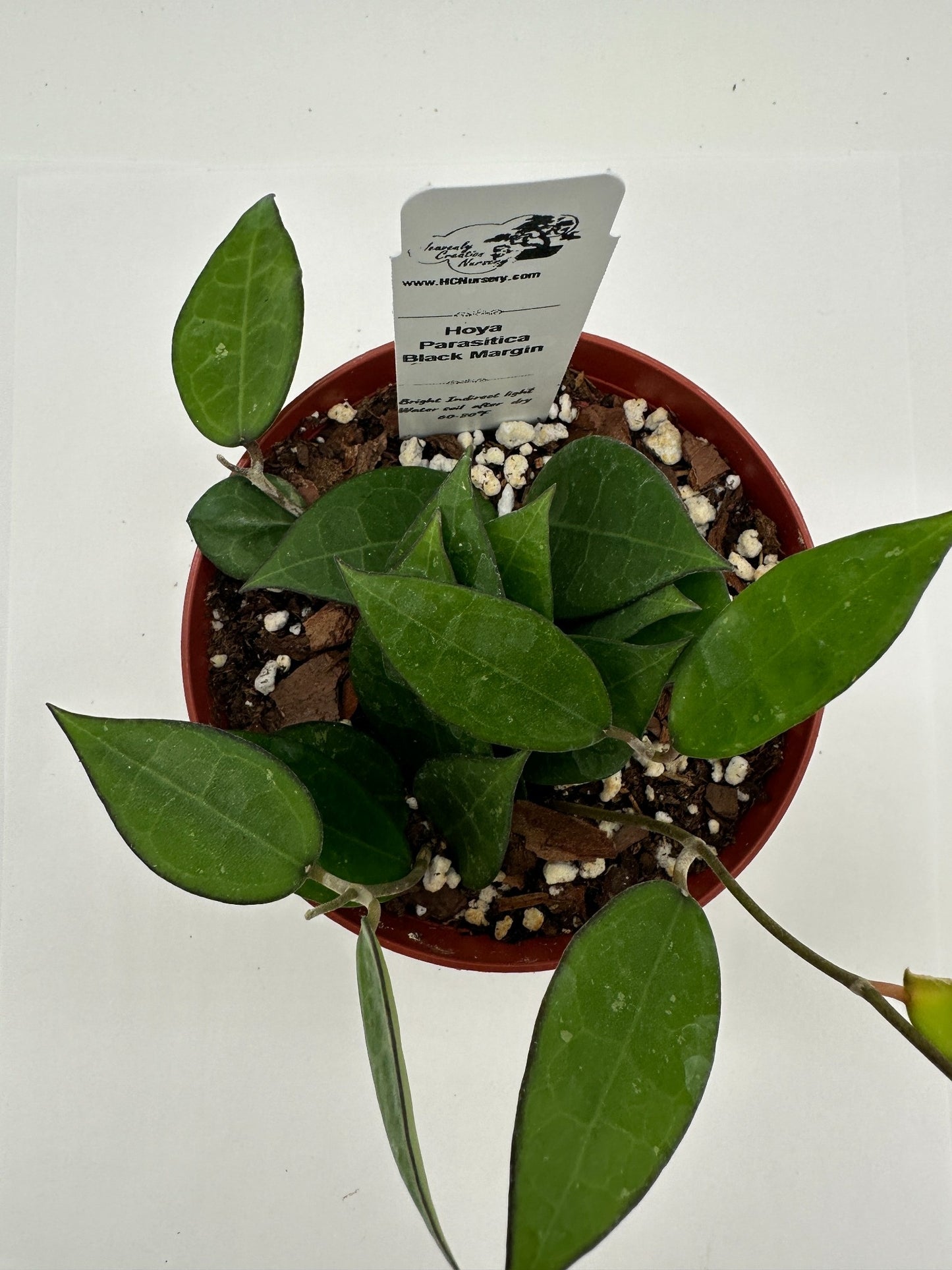 Parasitica Black Margin - Live Hoya 4"