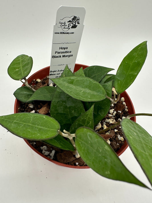 Parasitica Black Margin - Live Hoya 4"