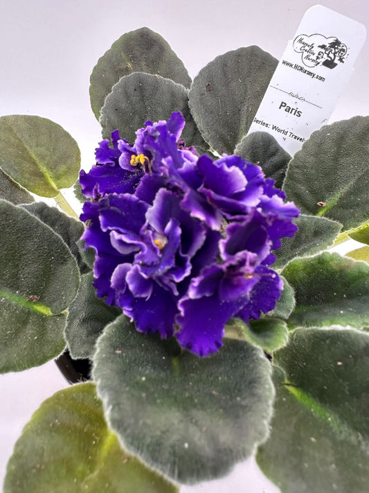 Paris - Live African Violet 4" - Series: Rhapsodie