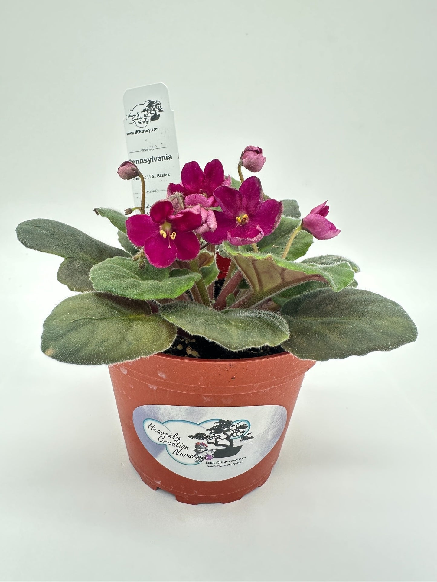 Pennsylvania - Live African Violet 4" - Series: U.S. States
