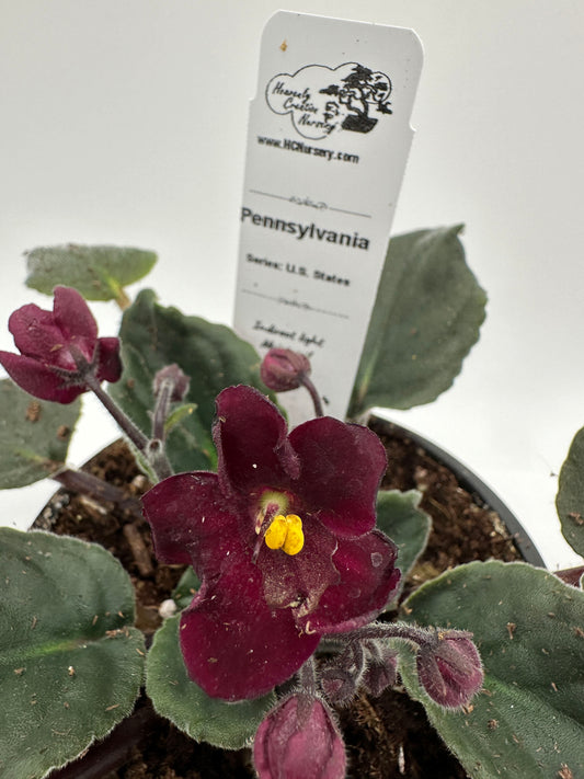 Pennsylvania - Live African Violet 4" - Series: U.S. States