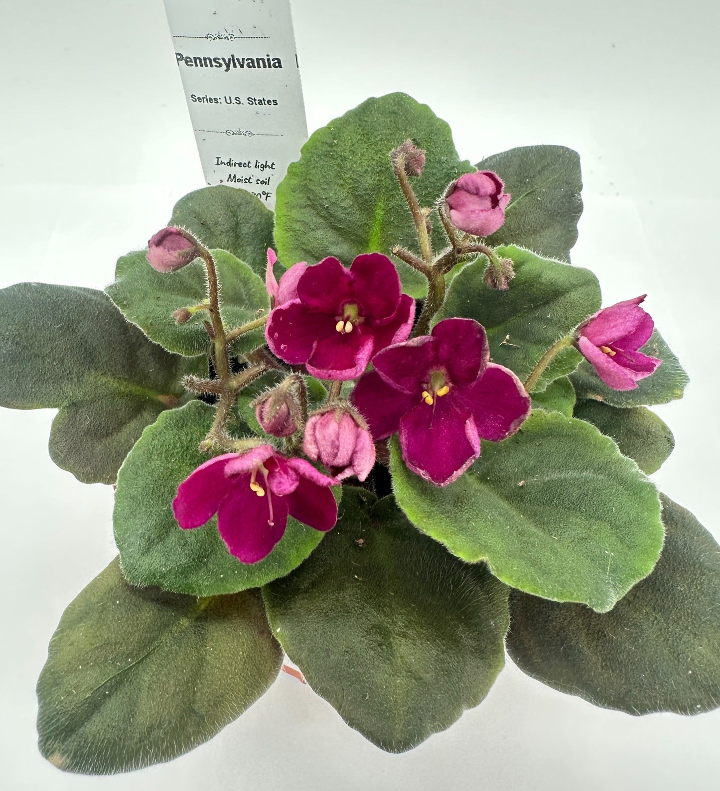 Pennsylvania - Live African Violet 4" - Series: U.S. States