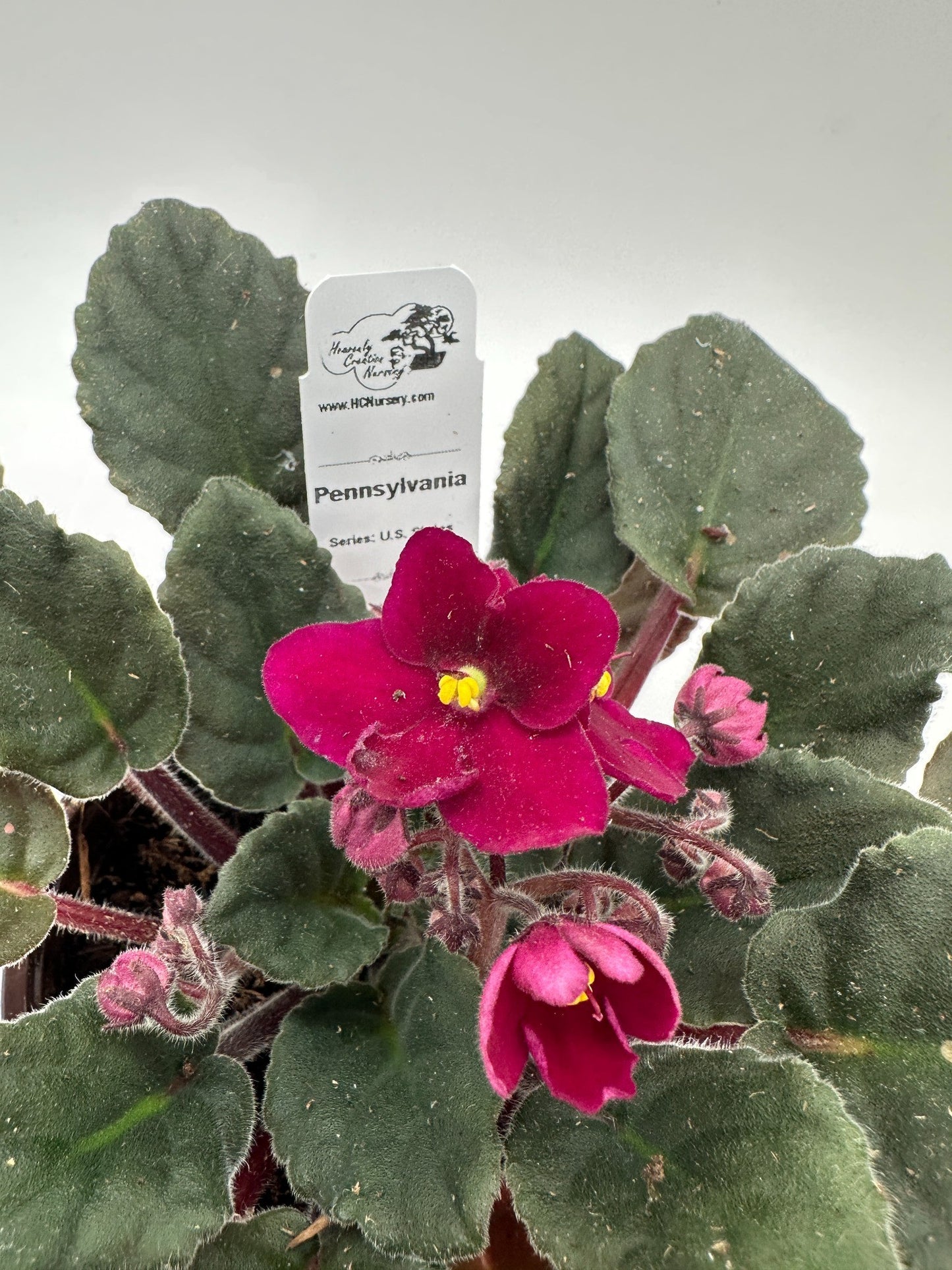 Pennsylvania - Live African Violet 4" - Series: U.S. States