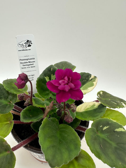 Pennsylvania - Double Bloom - Variegated (Rare) - Live African Violet 4" - Series: U.S. States