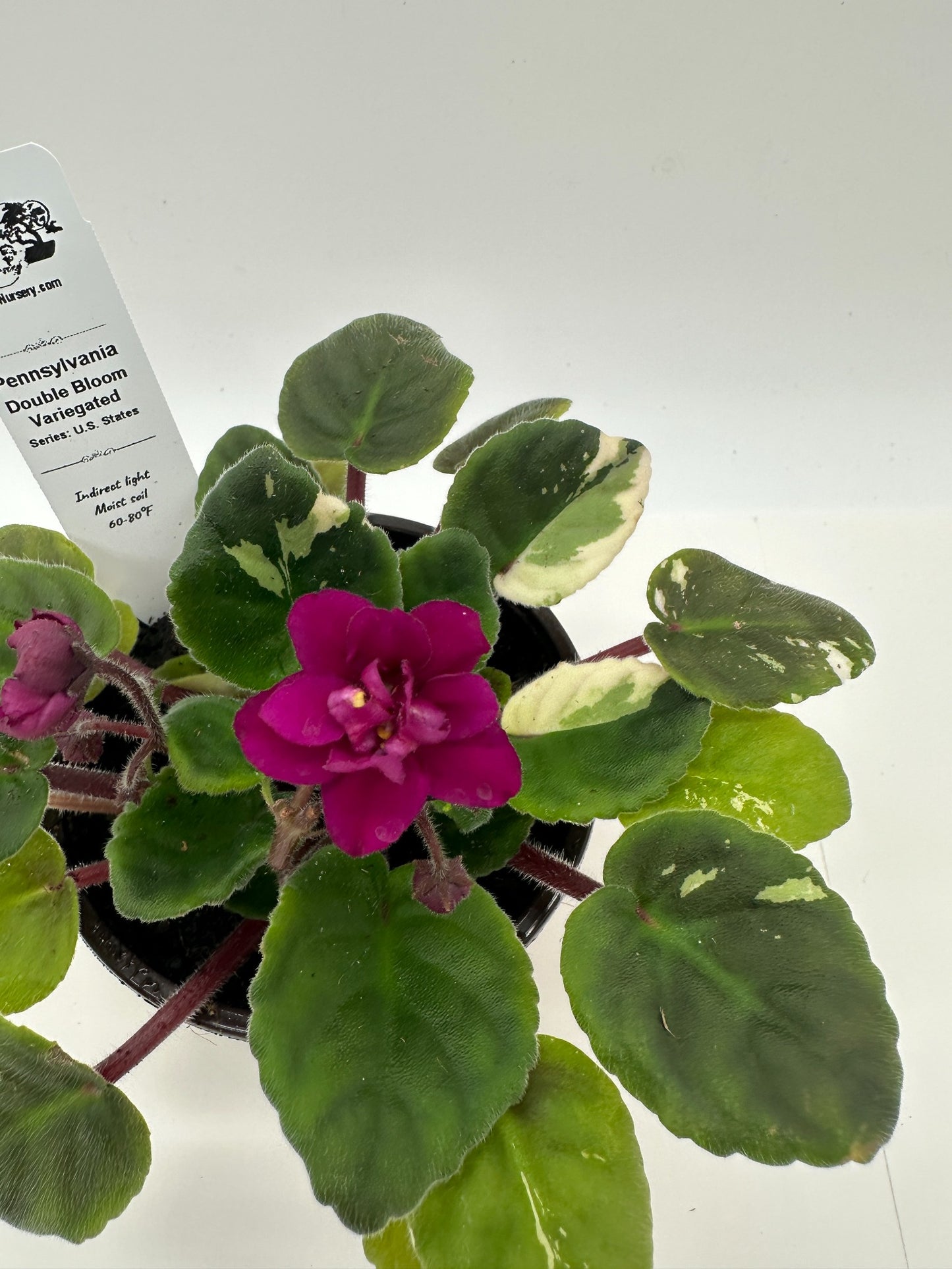 Pennsylvania - Double Bloom - Variegated (Rare) - Live African Violet 4" - Series: U.S. States