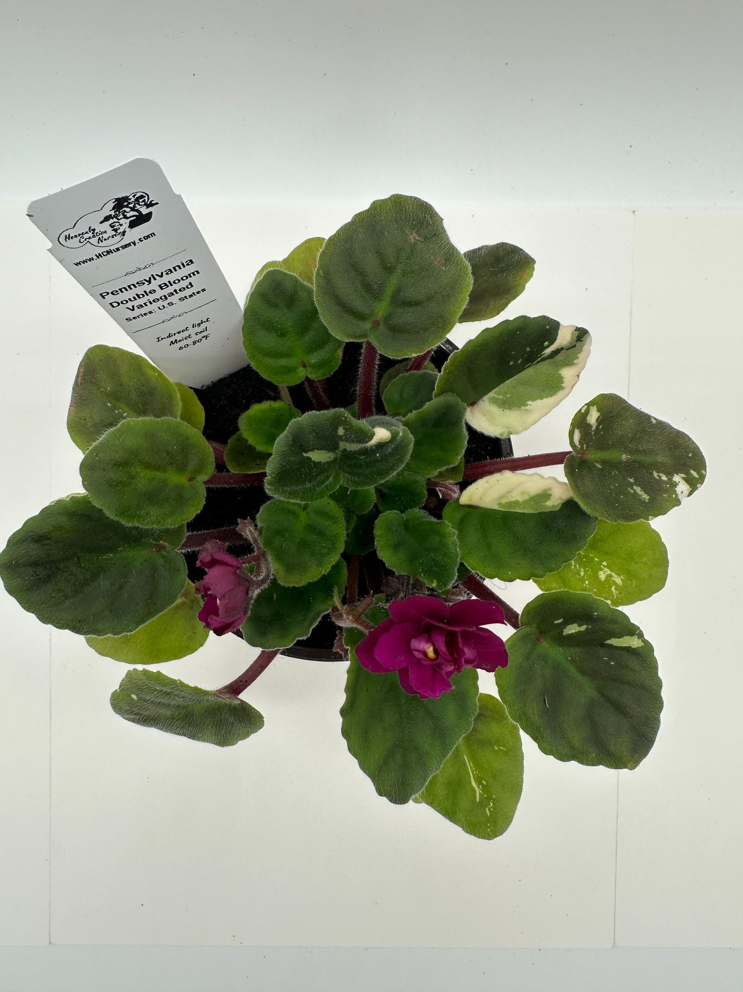 Pennsylvania - Double Bloom - Variegated (Rare) - Live African Violet 4" - Series: U.S. States