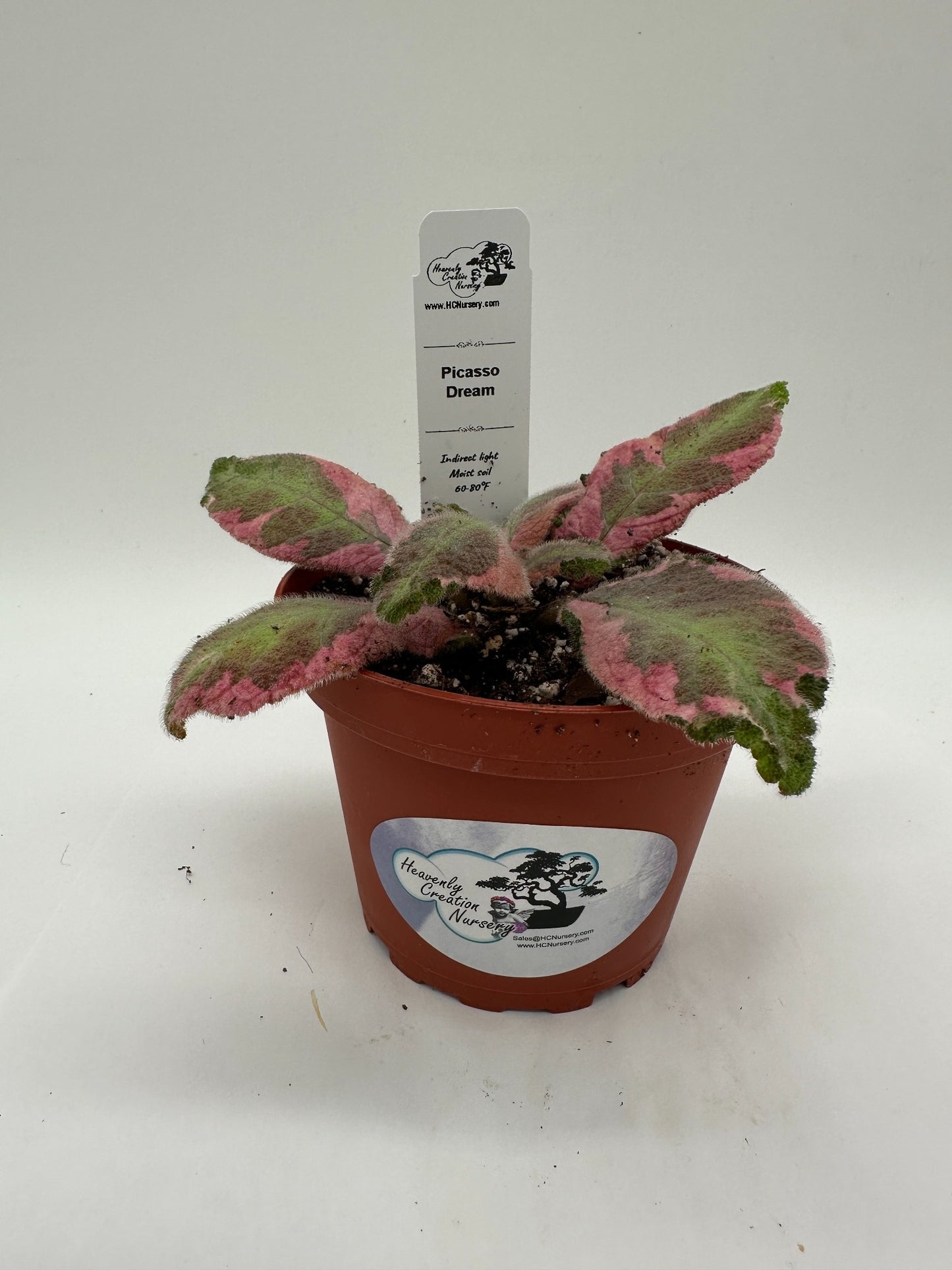 Picasso Dream - Live Episcia 4"