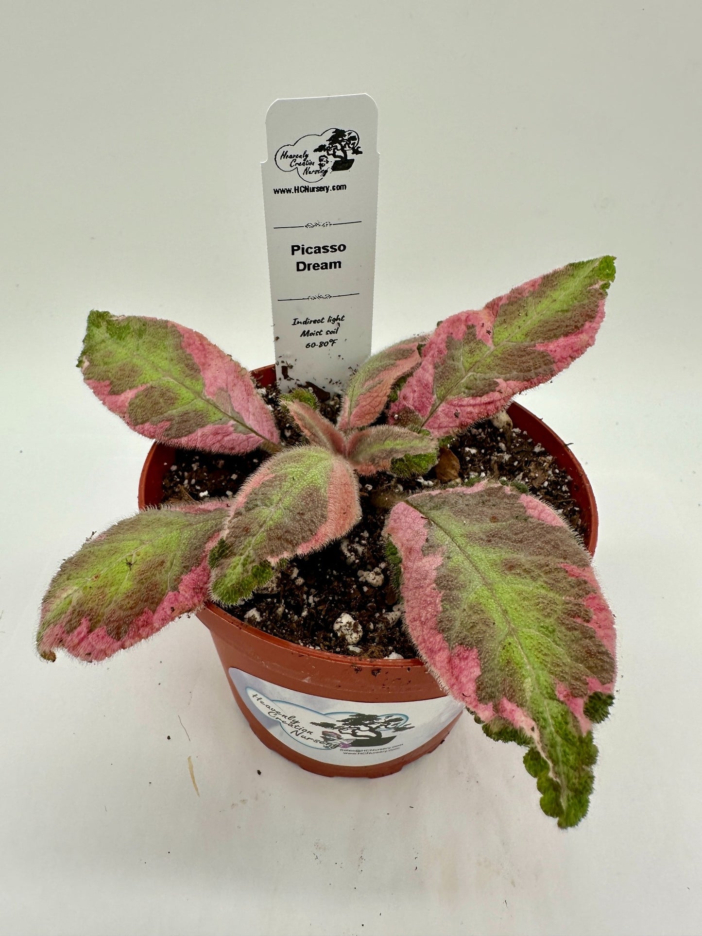 Picasso Dream - Live Episcia 4"