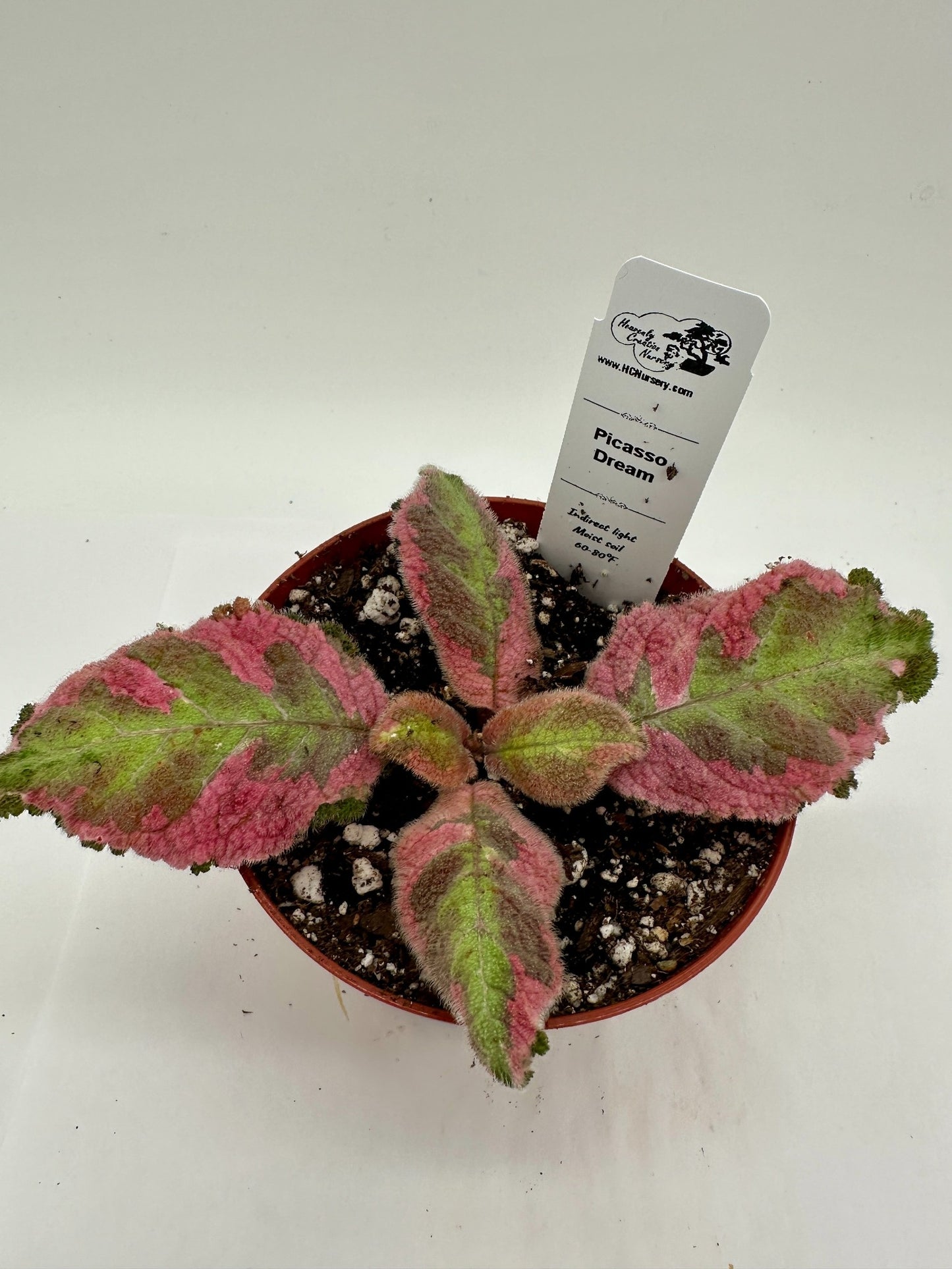 Picasso Dream - Live Episcia 4"