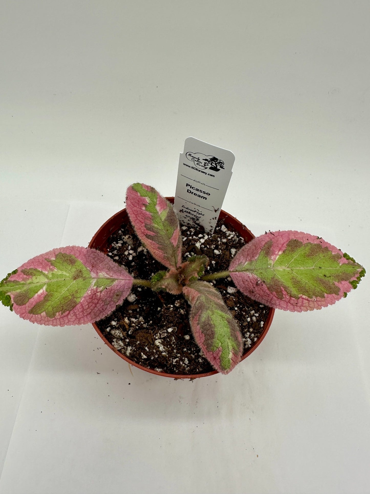 Picasso Dream - Live Episcia 4"
