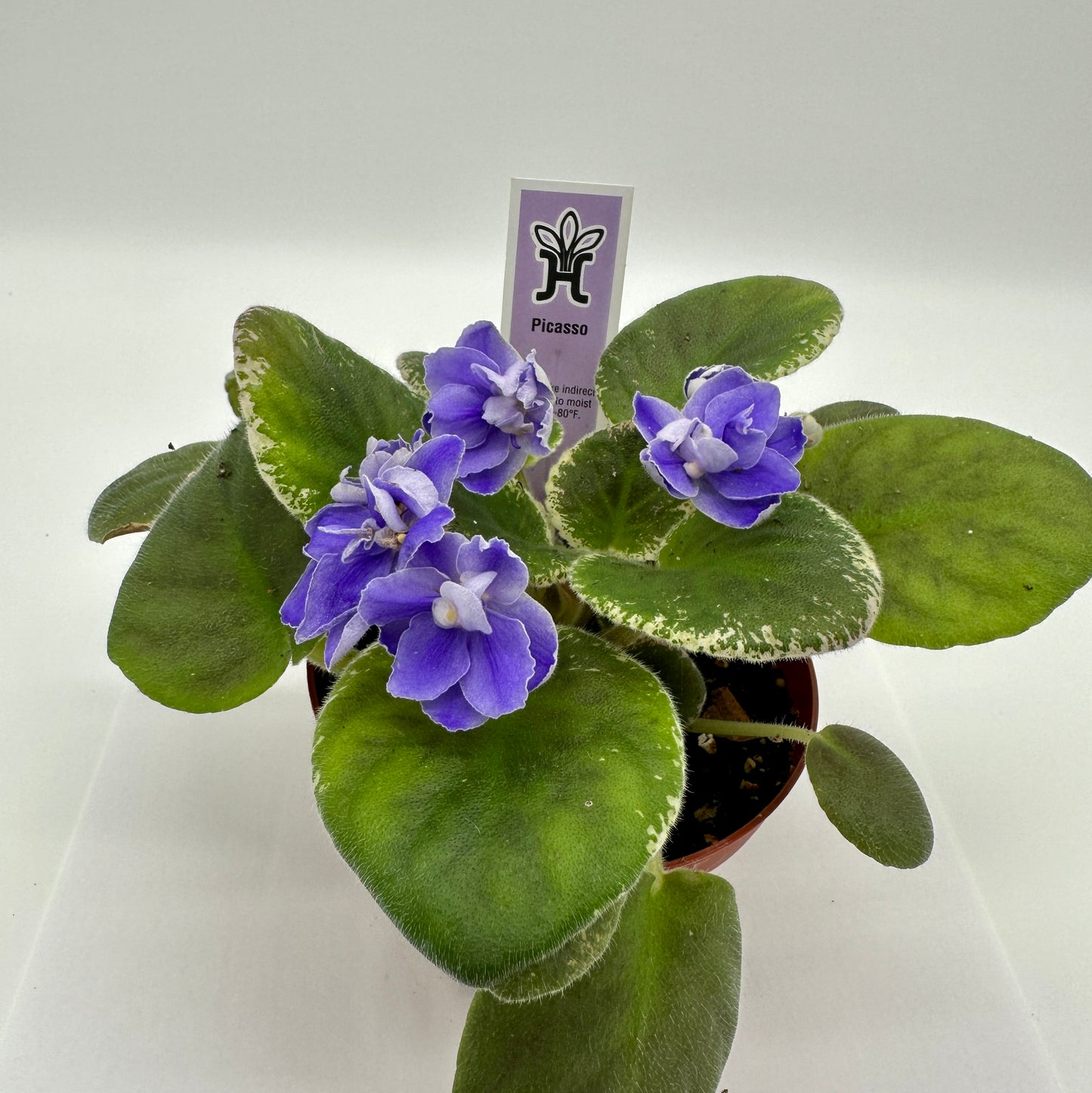 Picasso - Live African Violet 4"