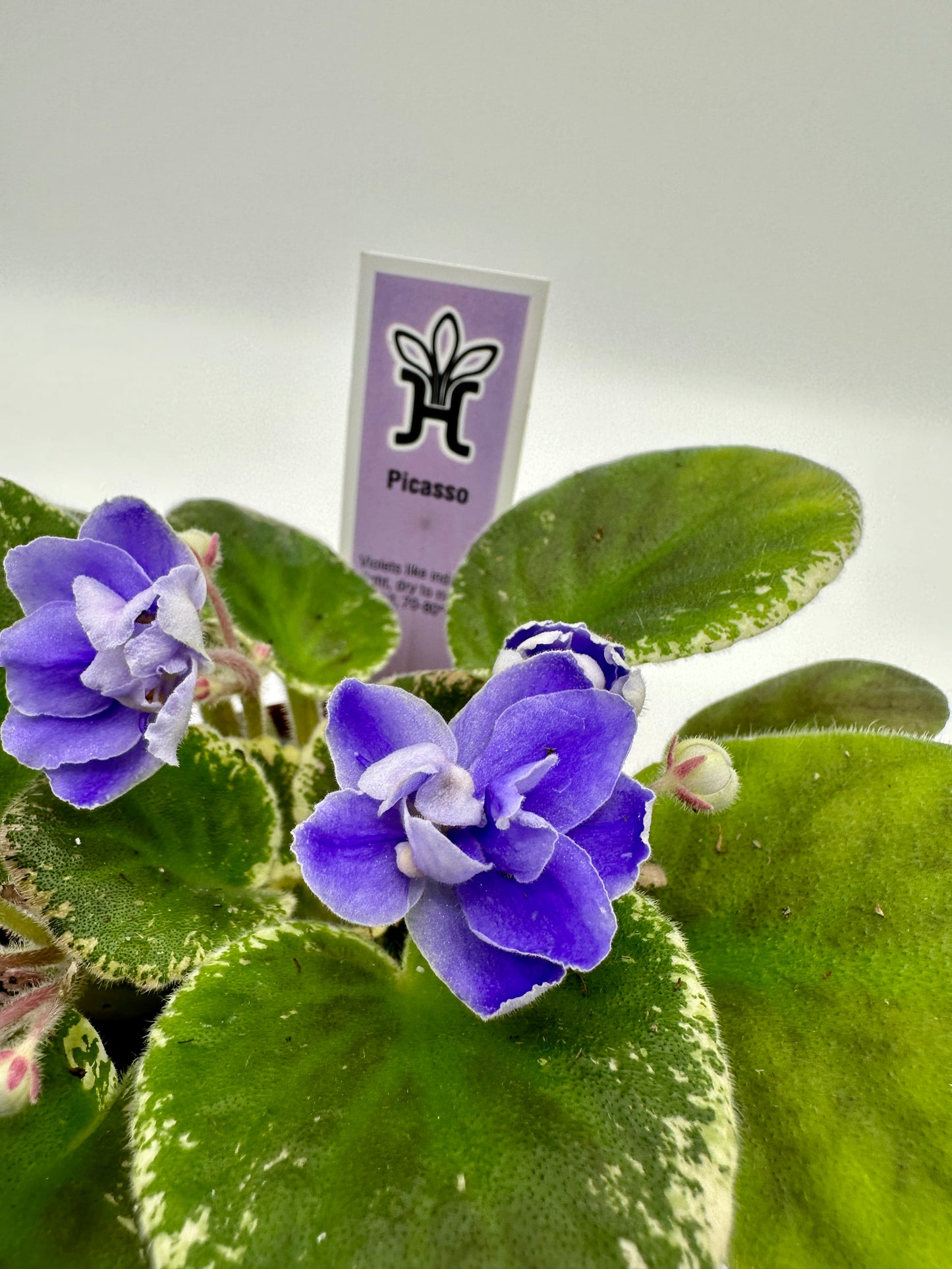 Picasso - Live African Violet 4"