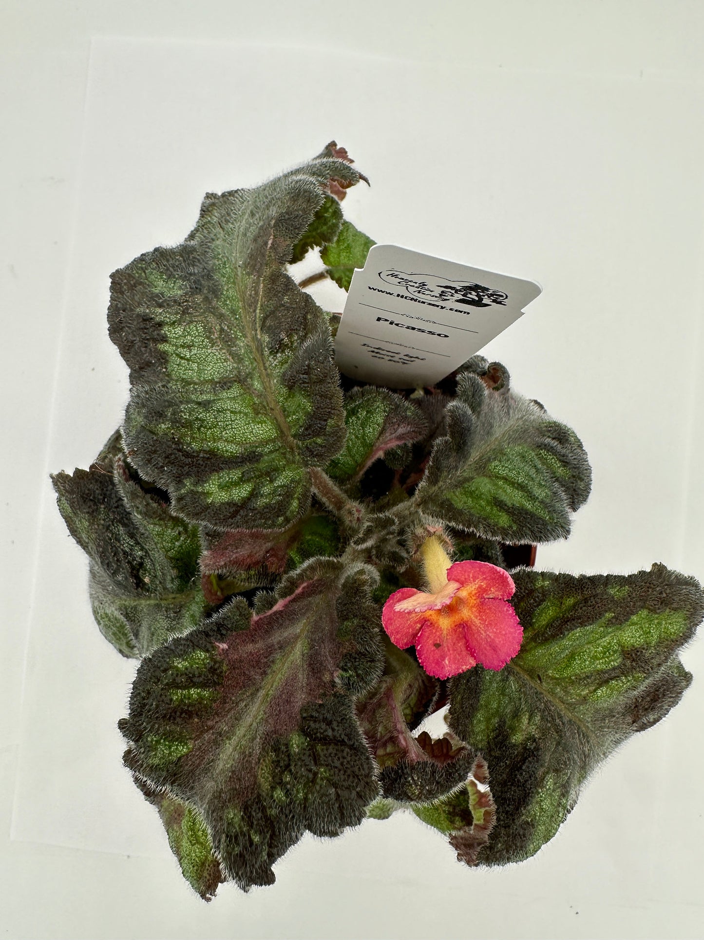 Picasso - Live Episcia 4"